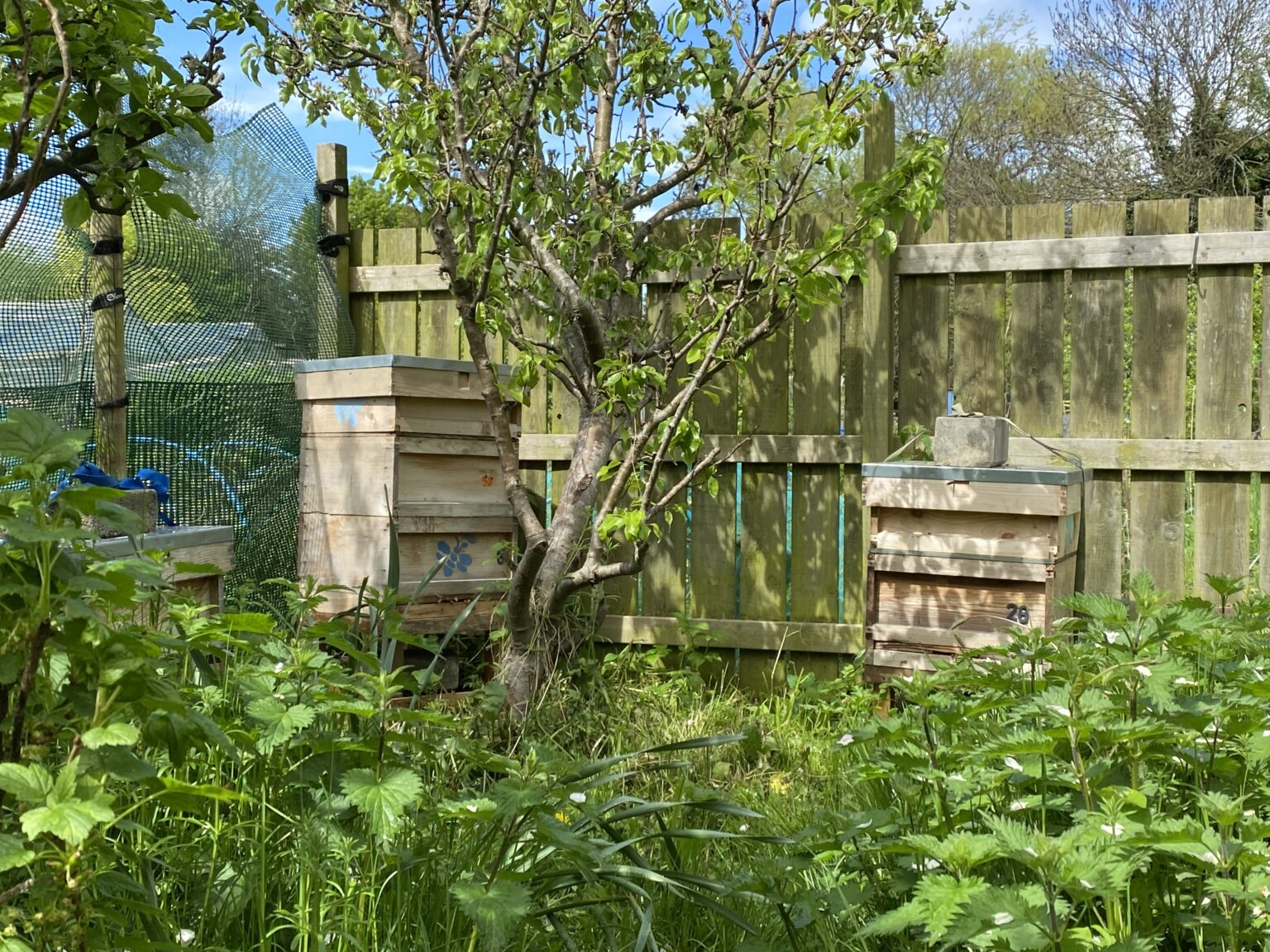 Creating a Buzz: How to Make Your Garden Bee-Friendly This Spring ...