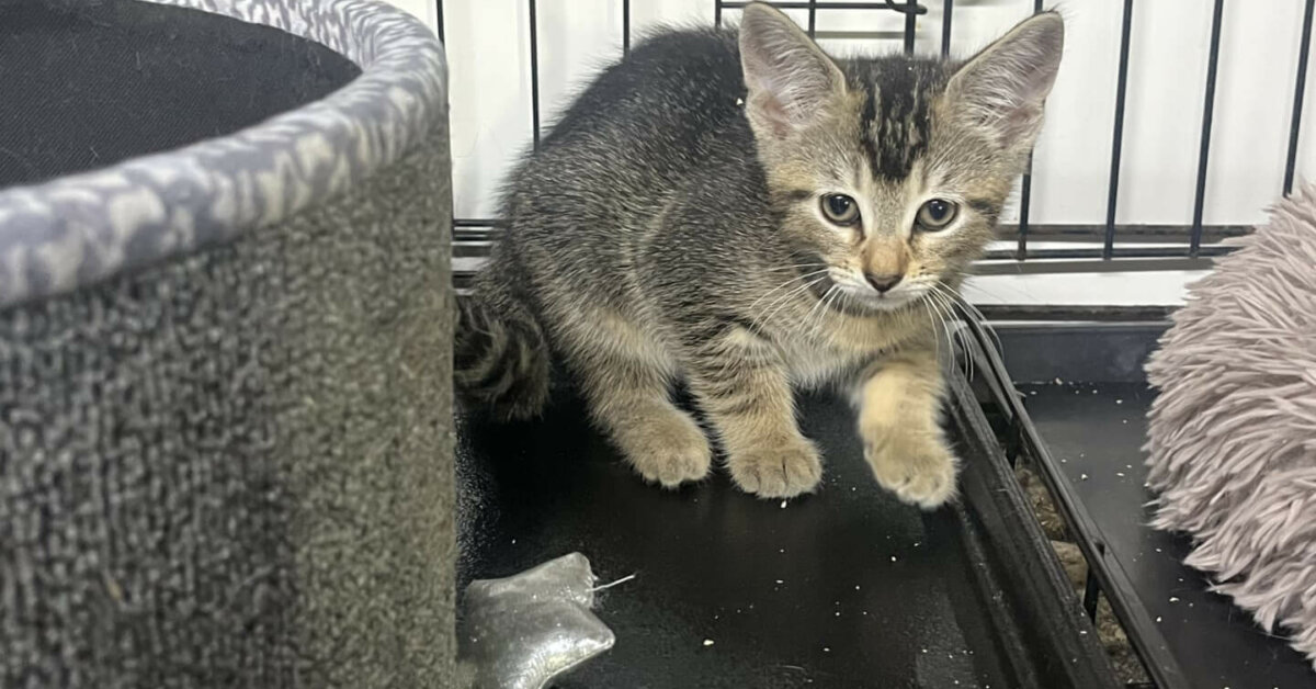 The increased demand on animal rescue centres - Vimarsana News