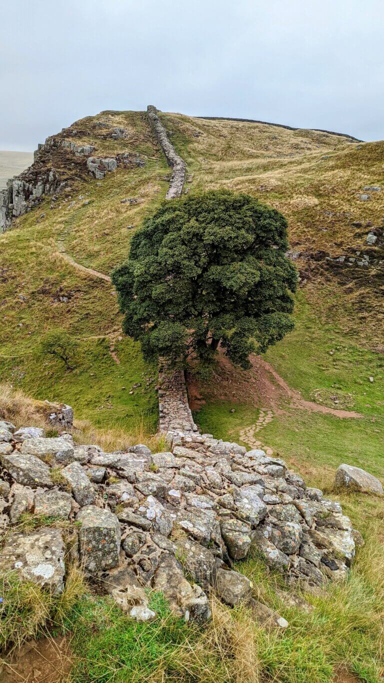 Arrests made after felling of the famous Sycamore Gap tree Spark